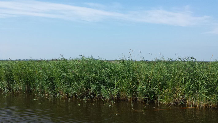 Polder in Nordholland