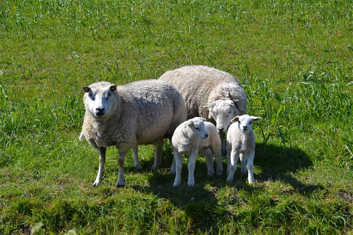 Schaffamilie auf Texel